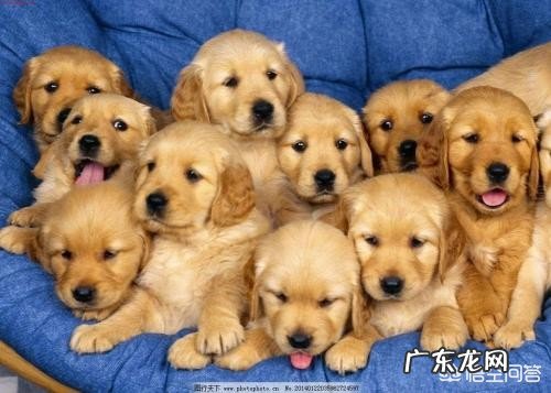 狗狗都有哪些品种?