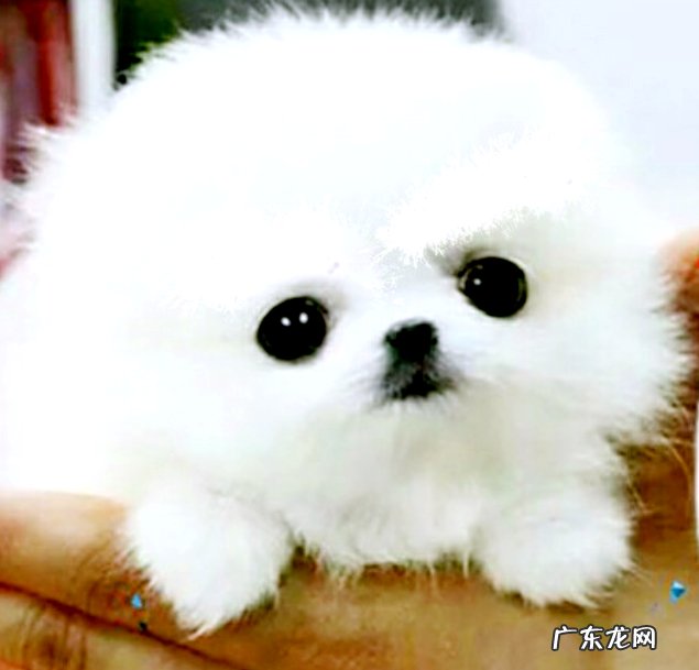 狗狗都有哪些品种?