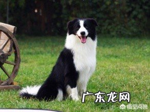 狗狗都有哪些品种?