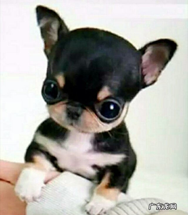 狗狗都有哪些品种?