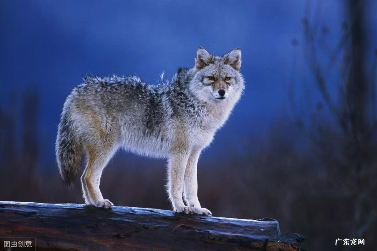 带狼的成语有哪些成语 狼的成语有哪些