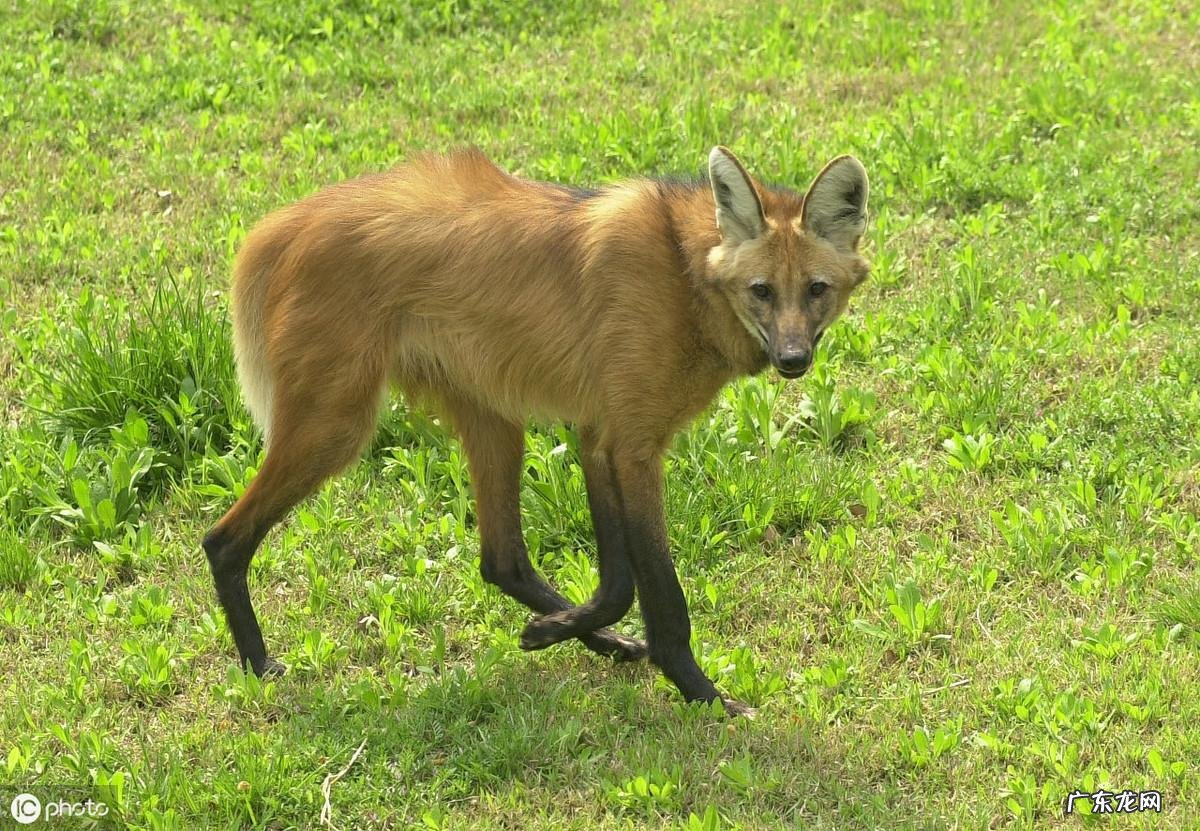 带狼的成语有哪些成语 狼的成语有哪些