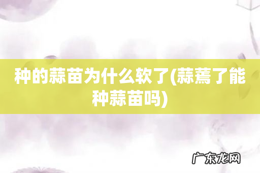 蒜蔫了能种蒜苗吗 种的蒜苗为什么软了