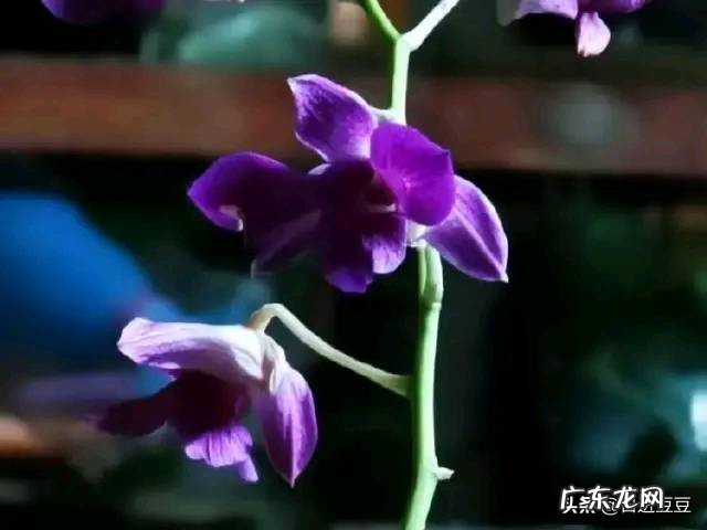 有哪些简单易唱、适合在元旦晚会表演的歌曲推荐？