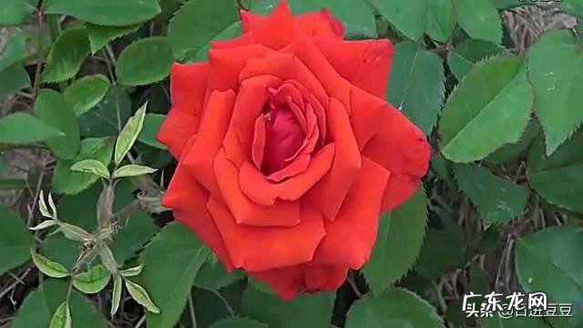 有哪些简单易唱、适合在元旦晚会表演的歌曲推荐？