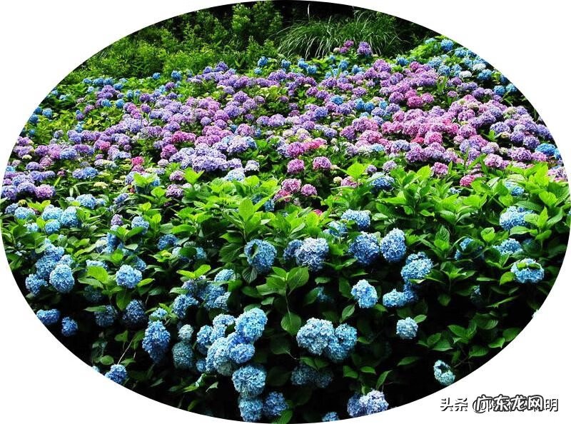 梅花种在哪里好风水 梅花适合种在什么地方风水