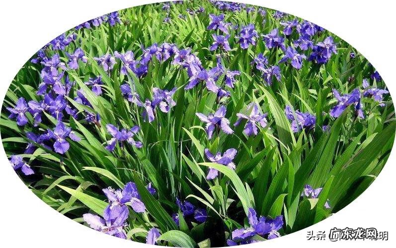 梅花种在哪里好风水 梅花适合种在什么地方风水