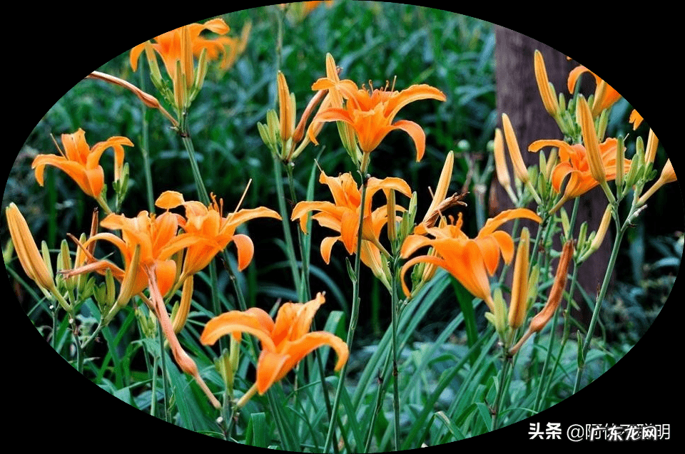 梅花种在哪里好风水 梅花适合种在什么地方风水