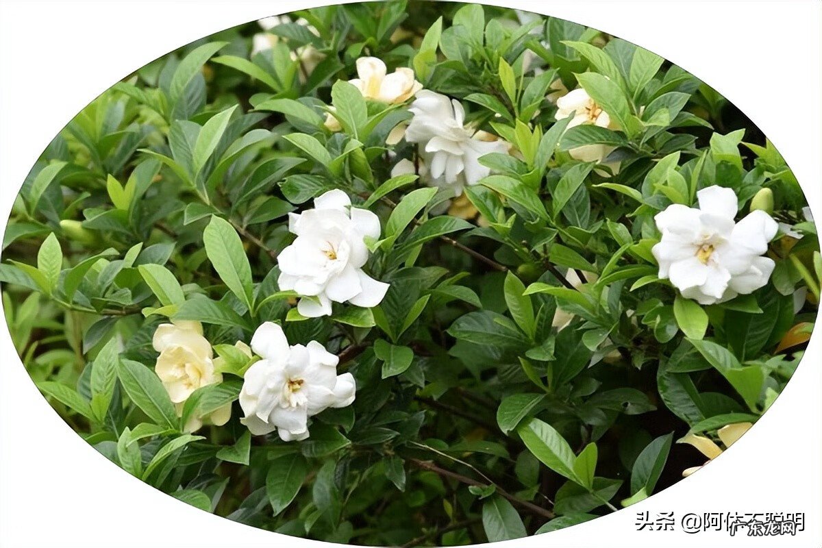 梅花种在哪里好风水 梅花适合种在什么地方风水