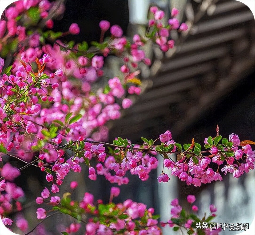 梅花种在哪里好风水 梅花适合种在什么地方风水