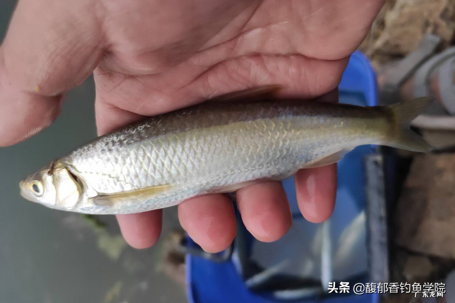 钓白条用什么漂 钓白条的位置