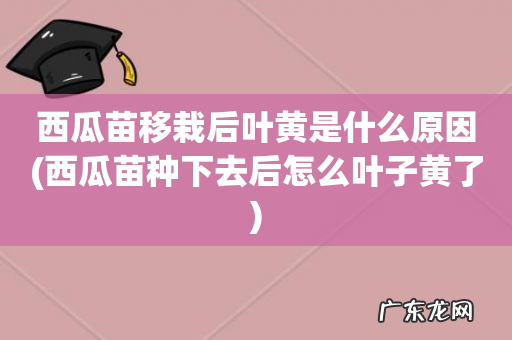 西瓜苗种下去后怎么叶子黄了 西瓜苗移栽后叶黄是什么原因