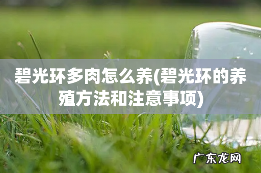 碧光环的养殖方法和注意事项 碧光环多肉怎么养