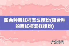 阳台种的西红柿怎样授粉 阳台种西红柿怎么授粉