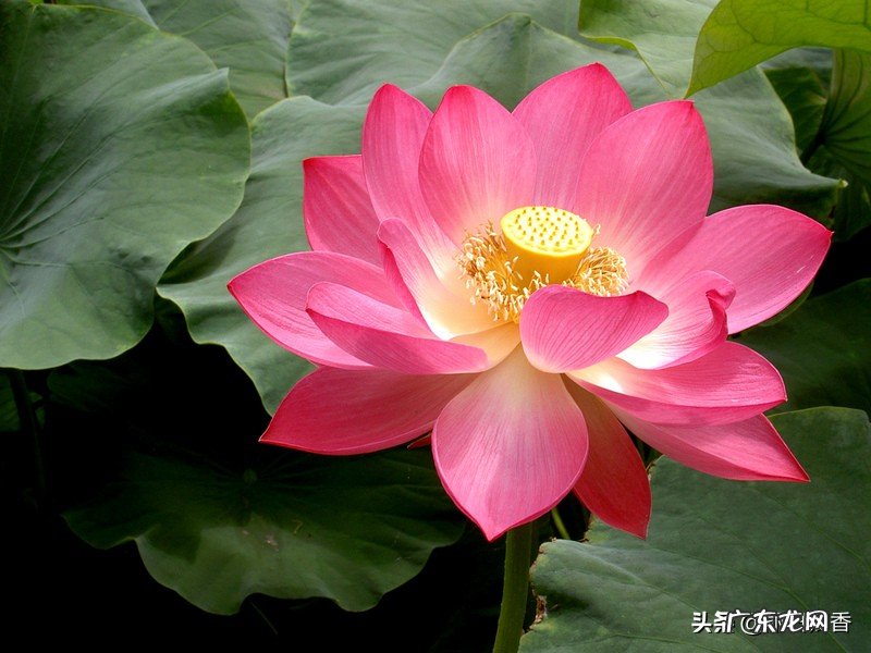 怎样形容荷花的美?