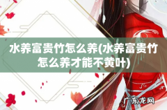 水养富贵竹怎么养才能不黄叶 水养富贵竹怎么养