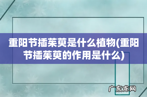 重阳节插茱萸的作用是什么 重阳节插茱萸是什么植物