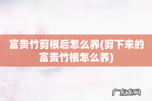 剪下来的富贵竹根怎么养 富贵竹剪根后怎么养