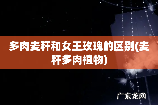 麦秆多肉植物 多肉麦秆和女王玫瑰的区别