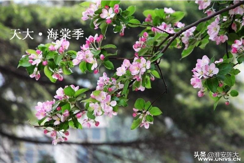 天津大学有哪些有特色的校园活动？