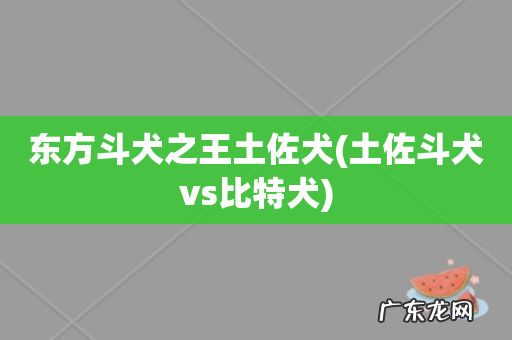 土佐斗犬vs比特犬 东方斗犬之王土佐犬