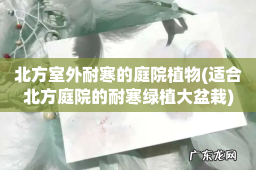 适合北方庭院的耐寒绿植大盆栽 北方室外耐寒的庭院植物