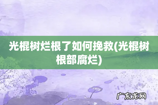 光棍树根部腐烂 光棍树烂根了如何挽救
