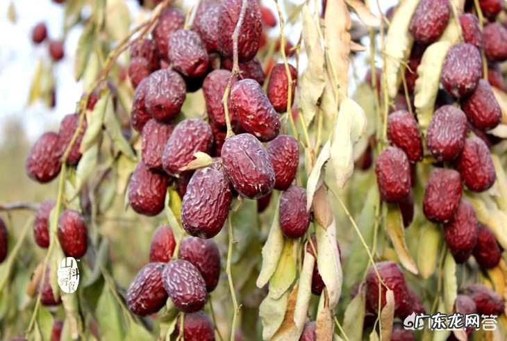 枣为什么要在树上晾干?有何用意?