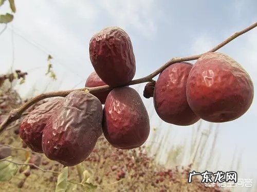 枣为什么要在树上晾干?有何用意?