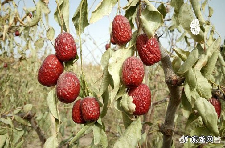 枣为什么要在树上晾干?有何用意?