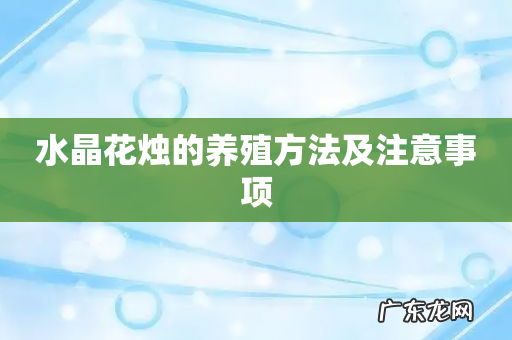 水晶花烛的养殖方法及注意事项