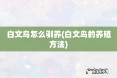 白文鸟的养殖方法 白文鸟怎么驯养
