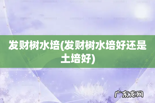 发财树水培好还是土培好 发财树水培