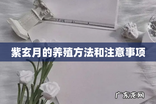 紫玄月的养殖方法和注意事项