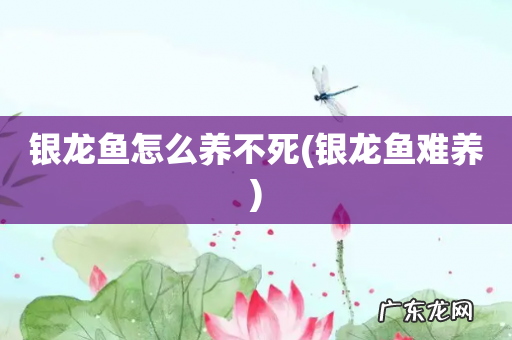 银龙鱼难养 银龙鱼怎么养不死