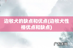 边牧犬性格优点和缺点 边牧犬的缺点和优点