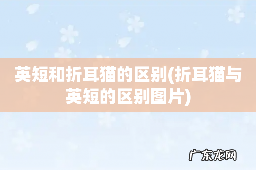 折耳猫与英短的区别图片 英短和折耳猫的区别