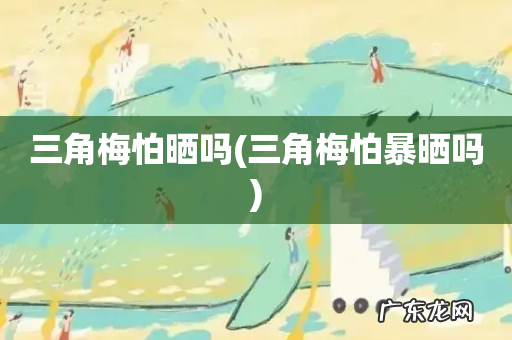 三角梅怕暴晒吗 三角梅怕晒吗