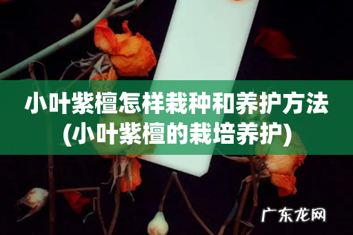 小叶紫檀的栽培养护 小叶紫檀怎样栽种和养护方法