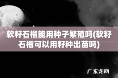 软籽石榴可以用籽种出苗吗 软籽石榴能用种子繁殖吗