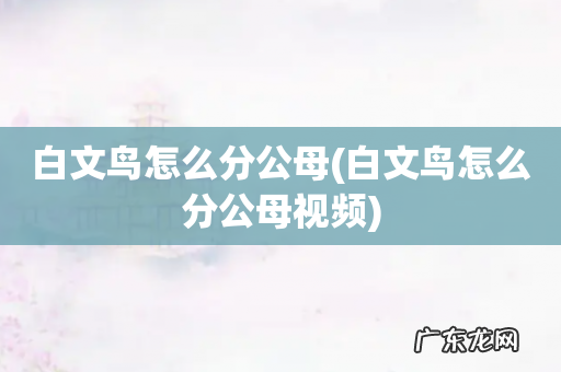白文鸟怎么分公母视频 白文鸟怎么分公母
