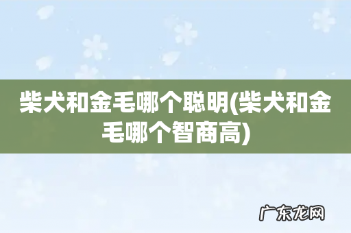 柴犬和金毛哪个智商高 柴犬和金毛哪个聪明