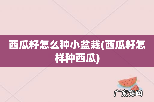 西瓜籽怎样种西瓜 西瓜籽怎么种小盆栽