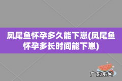 凤尾鱼怀孕多长时间能下崽 凤尾鱼怀孕多久能下崽