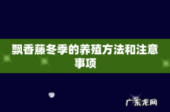 飘香藤冬季的养殖方法和注意事项