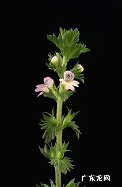 玄参的食用方法 玄参的功效与作用吃法大全