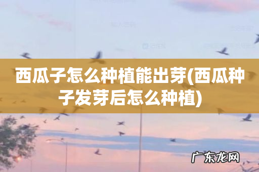西瓜种子发芽后怎么种植 西瓜子怎么种植能出芽