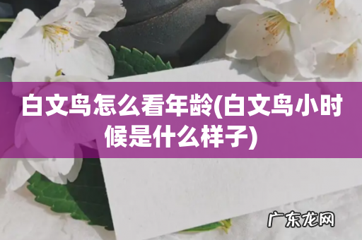 白文鸟小时候是什么样子 白文鸟怎么看年龄