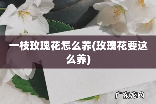 玫瑰花要这么养 一枝玫瑰花怎么养