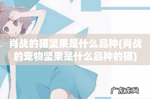 肖战的宠物坚果是什么品种的猫 肖战的猫坚果是什么品种